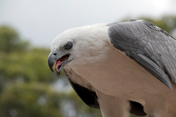 this is a close up of a white bellied sea eagle