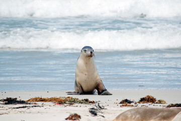 the sea lion pup is grey on top and white on his  bottom to protect him while he is in the water