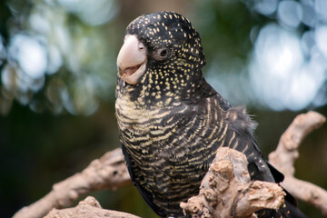 this is a close up of a female red cockatoo perched in a tree © susan flashman