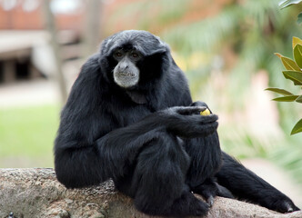 the siamang monkey is black with a grey face