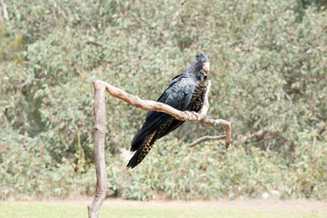 this is a female red tailed black cockatoo on a perch