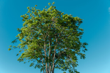 Pterocarpus indicus (Amboyna wood, Malay padauk, Papua New Guinea rosewood, Philippine mahogany, Andaman redwood, Burmese rosewood, narra and asana in the Philippines, angsana, or Pashu padauk)  Oahu - 513233731