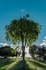 Pterocarpus indicus (Amboyna wood, Malay padauk, Papua New Guinea rosewood, Philippine mahogany, Andaman redwood, Burmese rosewood, narra and asana in the Philippines, angsana, or Pashu padauk)  Oahu - 513233736