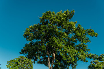 Pterocarpus indicus (Amboyna wood, Malay padauk, Papua New Guinea rosewood, Philippine mahogany, Andaman redwood, Burmese rosewood, narra and asana in the Philippines, angsana, or Pashu padauk)  Oahu