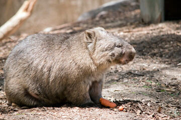 this is a side view of a  wombat walking from his burrow