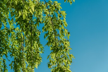 Tree plant in Magic Island, Ala Moana Regional Par, Honolulu Oahu Hawaii. Pterocarpus indicus , Amboyna wood, Malay padauk, Papua New Guinea rosewood, Philippine mahogany, Andaman redwood, 	Fabaceae