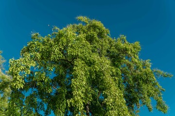 Tree plant in Magic Island, Ala Moana Regional Par, Honolulu Oahu Hawaii. Pterocarpus indicus , Amboyna wood, Malay padauk, Papua New Guinea rosewood, Philippine mahogany, Andaman redwood, 	Fabaceae