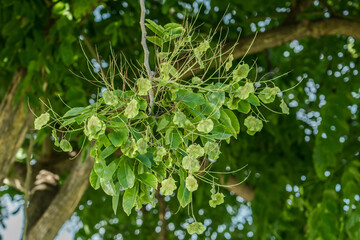 Tree plant in Magic Island, Ala Moana Regional Par, Honolulu Oahu Hawaii. Pterocarpus indicus , Amboyna wood, Malay padauk, Papua New Guinea rosewood, Philippine mahogany, Andaman redwood, 	Fabaceae