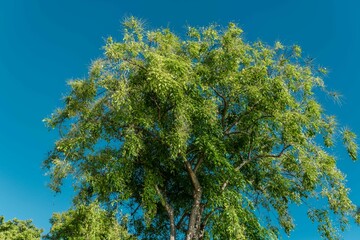Tree plant in Magic Island, Ala Moana Regional Par, Honolulu Oahu Hawaii. Pterocarpus indicus ,...