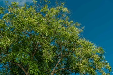Fototapeta na wymiar Tree plant in Magic Island, Ala Moana Regional Par, Honolulu Oahu Hawaii. Pterocarpus indicus , Amboyna wood, Malay padauk, Papua New Guinea rosewood, Philippine mahogany, Andaman redwood, Fabaceae