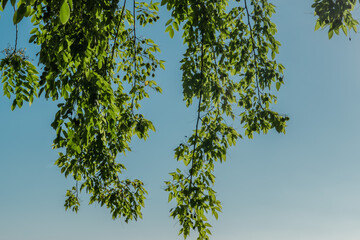 Tree plant in Magic Island, Ala Moana Regional Par, Honolulu Oahu Hawaii. Pterocarpus indicus , Amboyna wood, Malay padauk, Papua New Guinea rosewood, Philippine mahogany, Andaman redwood, 	Fabaceae