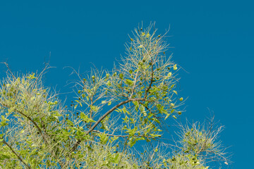 Tree plant in Magic Island, Ala Moana Regional Par, Honolulu Oahu Hawaii. Pterocarpus indicus , Amboyna wood, Malay padauk, Papua New Guinea rosewood, Philippine mahogany, Andaman redwood, 	Fabaceae