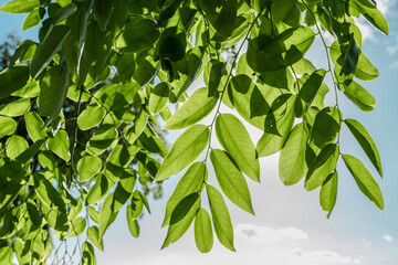 Tree plant in Magic Island, Ala Moana Regional Par, Honolulu Oahu Hawaii. Pterocarpus indicus , Amboyna wood, Malay padauk, Papua New Guinea rosewood, Philippine mahogany, Andaman redwood, 	Fabaceae