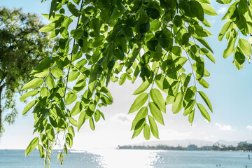 Tree plant in Magic Island, Ala Moana Regional Par, Honolulu Oahu Hawaii. Pterocarpus indicus , Amboyna wood, Malay padauk, Papua New Guinea rosewood, Philippine mahogany, Andaman redwood, 	Fabaceae