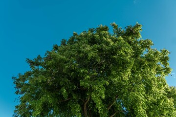 Tree plant in Magic Island, Ala Moana Regional Par, Honolulu Oahu Hawaii. Pterocarpus indicus , Amboyna wood, Malay padauk, Papua New Guinea rosewood, Philippine mahogany, Andaman redwood, 	Fabaceae - 513234195