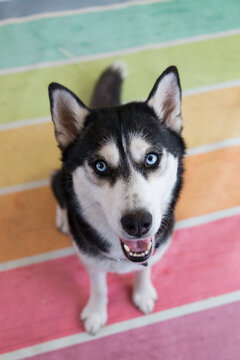 Well behaved smiling husky dog sitting for rainbow themed pet portraits on vibrant pastel background