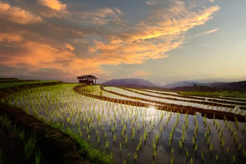 Photo sur Plexiglas Mu Cang Chai rizière en terrasse pendant la saison des récoltes à mu cang chai, terrasse de riz pendant le coucher du soleil, région nord-est du vietnam