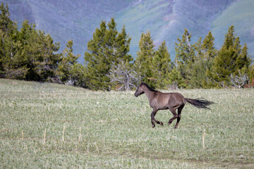Silver Gray Grulla Wild Horse Mustang stallion on the run in the Pryor Mountain Wild Horse Range in...