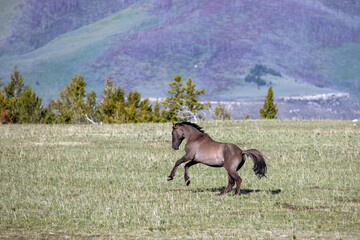 Grullo Wild Horse Mustang bucking while running in Montana United States