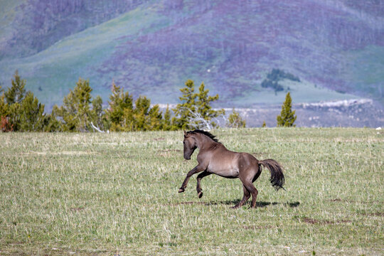 Grullo Wild Horse Mustang Bucking While Running In Montana United States