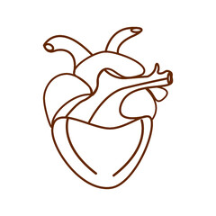 Icon of human heart in outline style isolated over white background. Vector illustration
