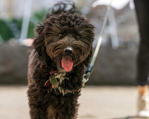 Cheery Black Aussiedoodle with Tongue Out Looks into Camera in Close Up