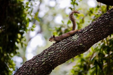 squirrel on a tree
