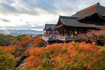Japan - November 20, 2019 : Tourists enjoy sightseeing vivid maple tree garden in autumn evening at...