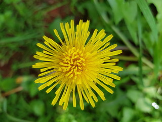 diente de león vista desde arriba