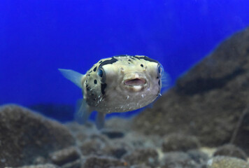 Puffer fish in aquarium close-up 