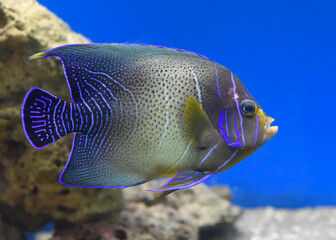 Pomacanthus semicirculatus, the semicircled angelfish underwater