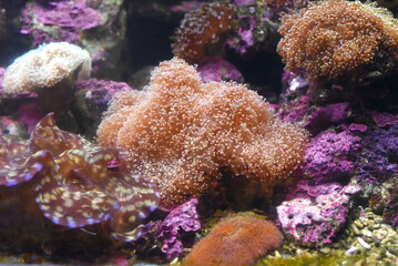 Fototapeta na wymiar Toadstool Leather coral in an aquarium close-up 