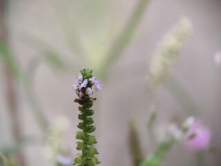 Close-up flower in the field