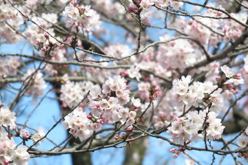 春の晴れた日の満開の桜の風景1