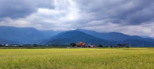 The Landscape View Of Beautiful Paddy Field With Sunrise At Brown Avenue , Chishang, Taitung, Taiwan