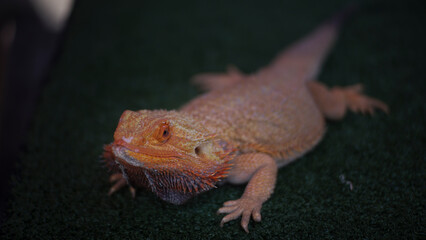 Yellow Iguana close up. Animal with blurred background