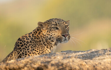 Leopard