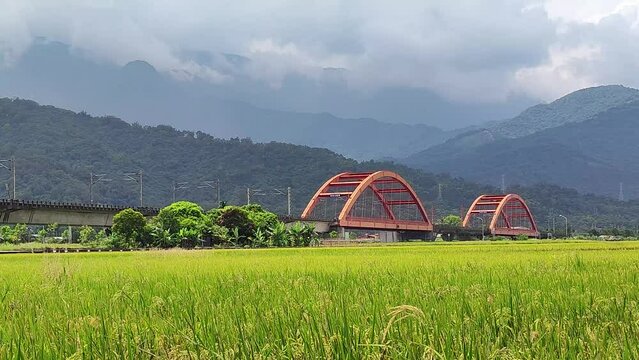 Moving train on bridge with nice yellow paddy, taitung, Taiwan