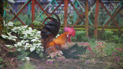 Bantam chicken. Ornamental chicken with a mini and cute body.