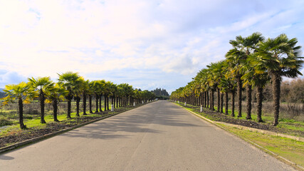 Fototapeta na wymiar road in the park, alignment of palm trees 