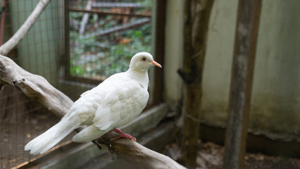 A white dove perched on a wood