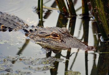 alligator in Florida USA