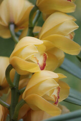 Closeup side view of an edible delicacy in its floral form the boat orchid hybrid