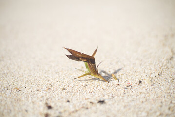 Brown grass on a sandy beach. Nature background concept.
