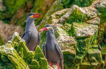 Inca Tern on a small island in the Pisco Nature Reserve, Peru