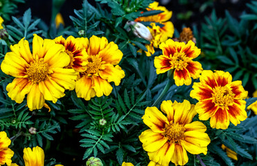 bright fresh flowers marigolds in the garden