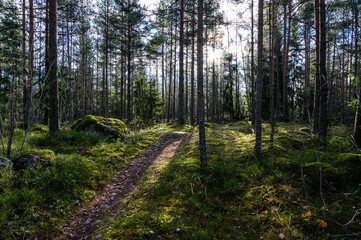beautiful forest and fresh air. sun rays through the trees. walk along the trail through the forest