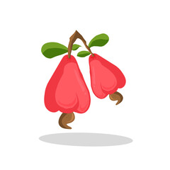 Cashew fruit illustration. Cashew fruit icon. Fruits