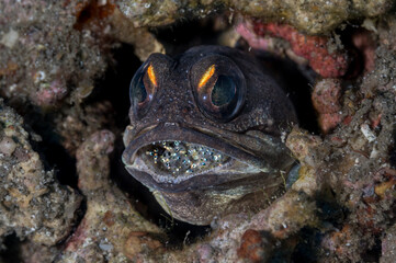Jawfish mouth brooding eggs or Opistognathus randalli