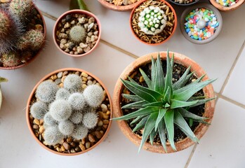 cactus in a pot